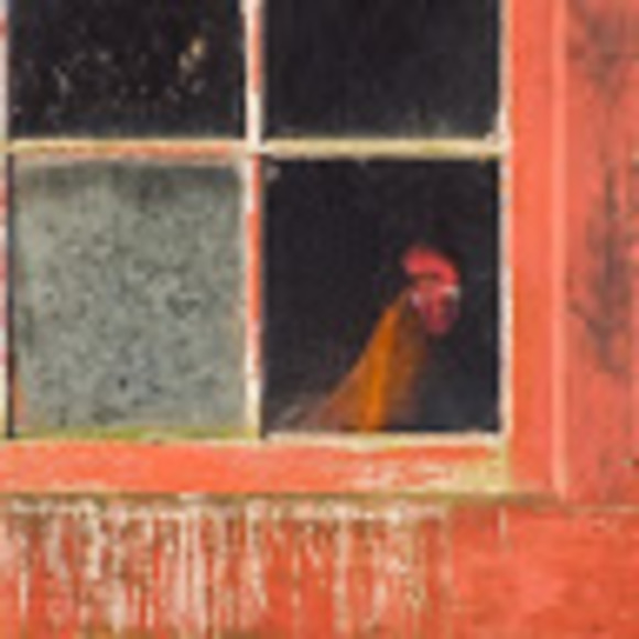 Meet your Posher, Rosalie - Picture 1 of 1